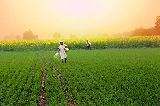 Thị trường phân bón Ấn Độ đối mặt với động thái thay đổi khi việc miễn thuế kết thúc và đấu thầu MMTC thúc đẩy giá