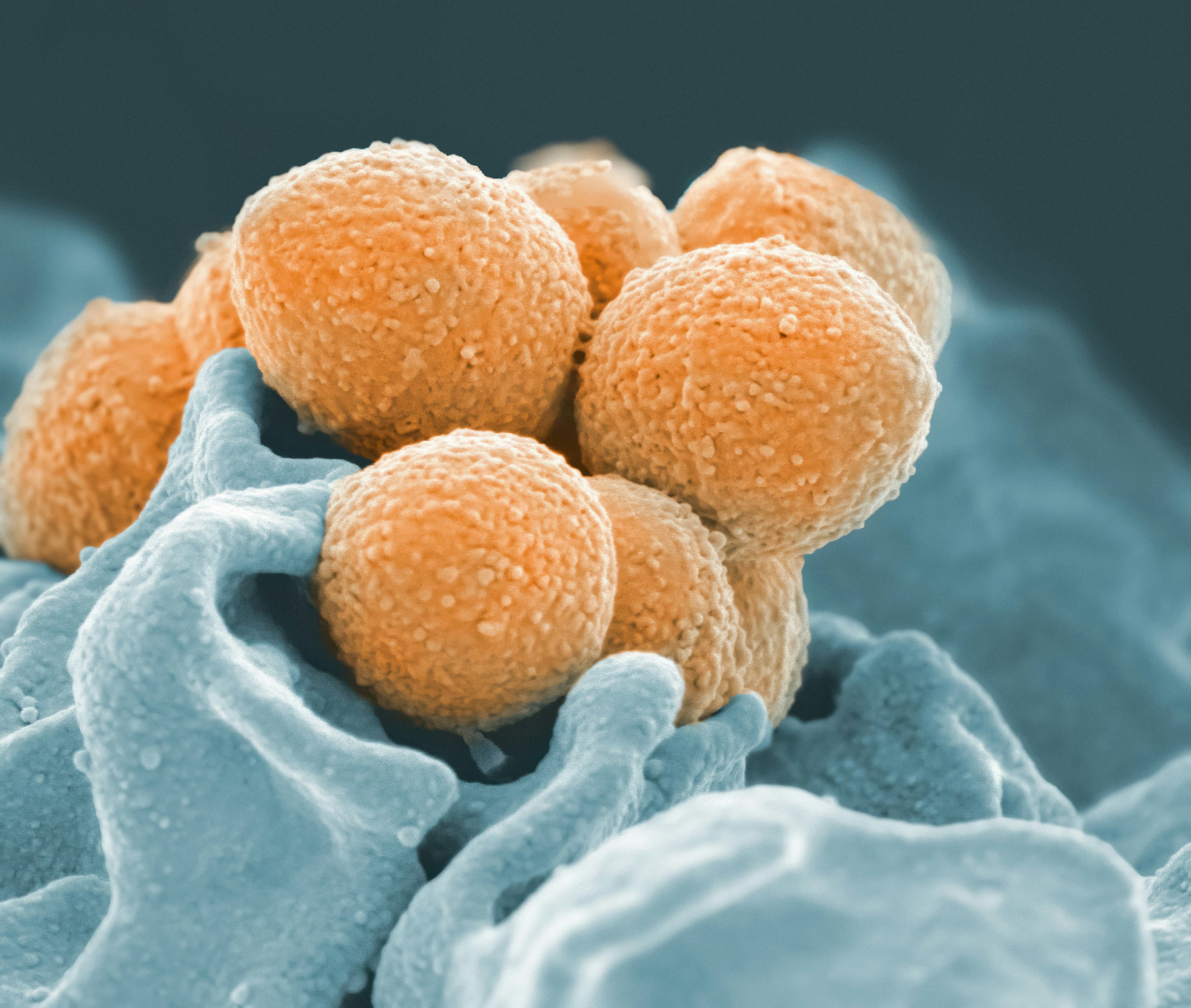 Heparin and Biologics Raw Materials: Supply Chain Review and Procurement Outlook for H2 2026