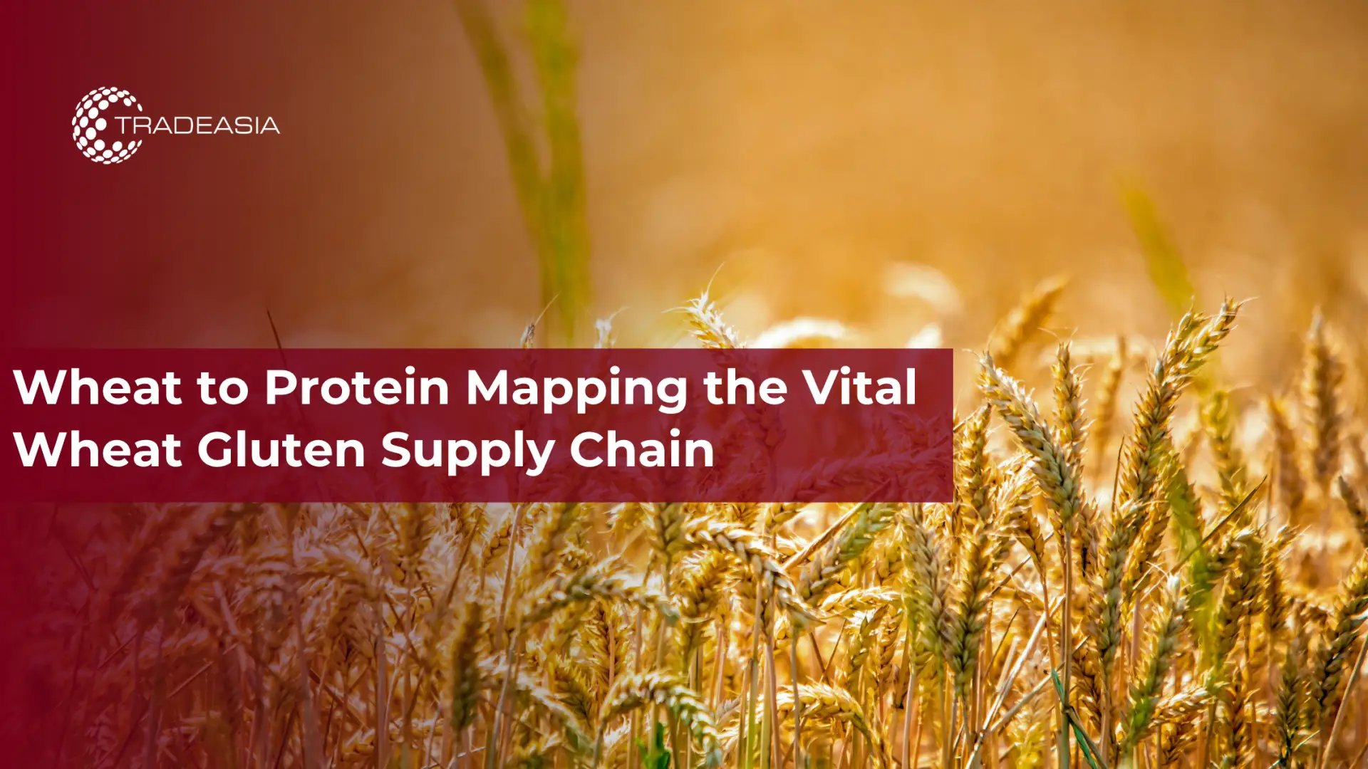 Lập bản đồ lúa mì thành protein chuỗi cung ứng gluten lúa mì quan trọng