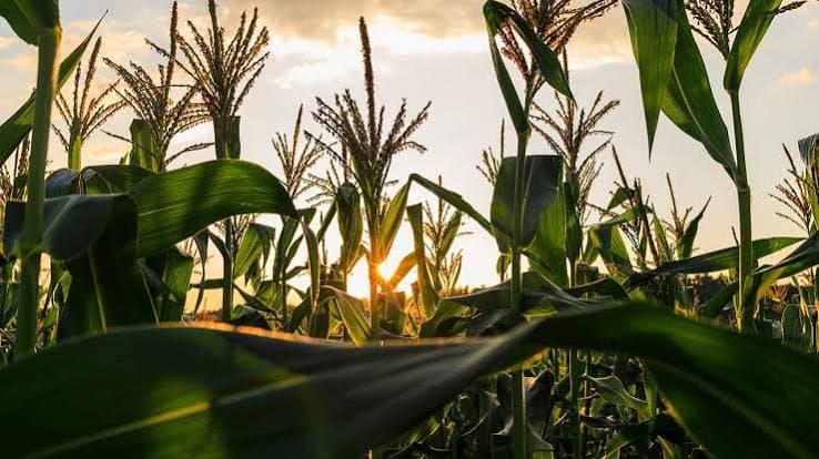 Corn Starch: US Crop Pollination Complete — USDA Week 26 Results and What They Mean