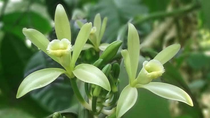 Vanillin and the Madagascar Harvest: July Field Reports and What They Signal for H2 Pricing