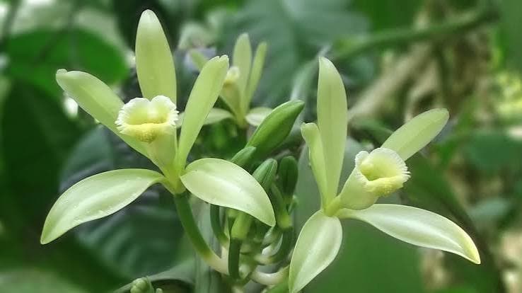 Vanillin và vụ thu hoạch Madagascar: Báo cáo thực địa tháng 7 và những gì chúng báo hiệu cho giá H2