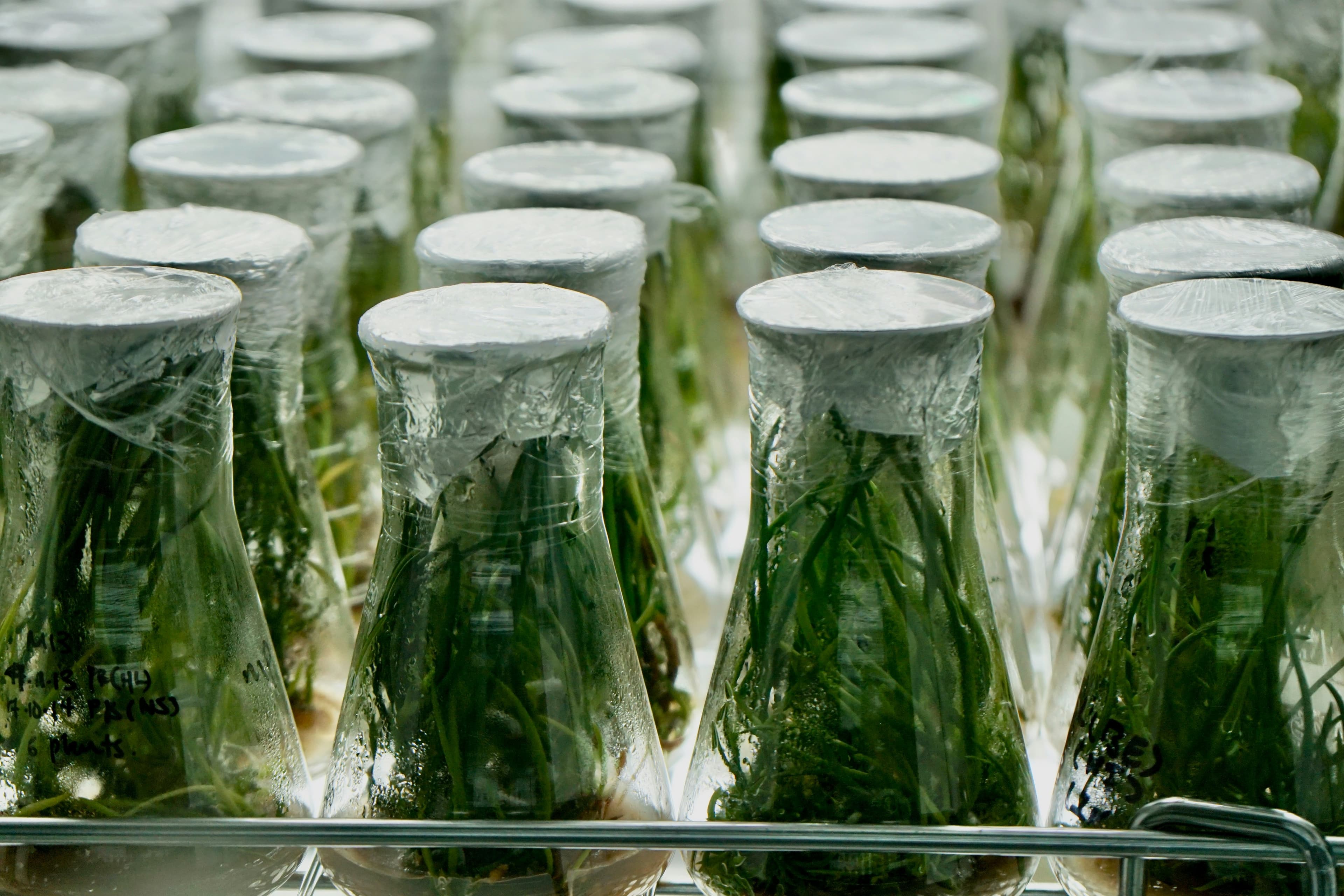PetroChina's Renewable Electricity Cracker and the Green Chemical Production Precedent