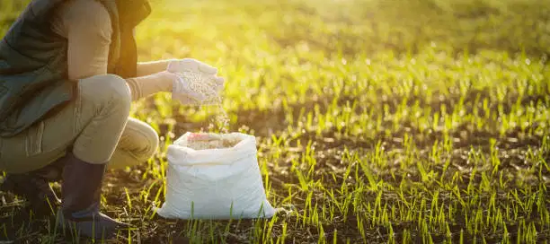 Ammonium Sulphate: Sản phẩm phụ của phân bón có tầm quan trọng mới