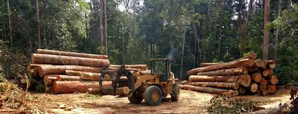 EUDR: Quy định phá rừng của EU đang thay đổi tài liệu chuỗi cung ứng hóa chất như thế nào