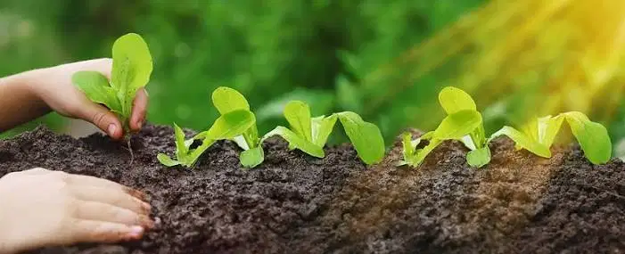 Hạn chế xuất khẩu urê của Trung Quốc: Các kịch bản dỡ bỏ tháng 8 và tác động thị trường toàn cầu